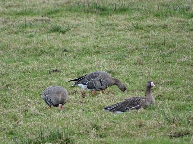 内线对抗 内线对抗